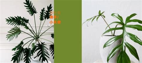 蔓綠絨風水|小天使大天使蔓綠絨差別有哪些？小天使蔓綠絨風水、。